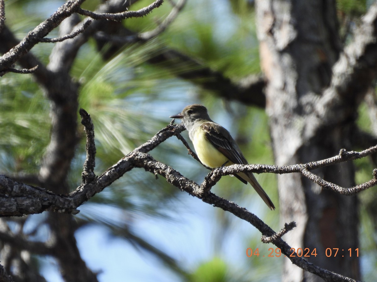 Great Crested Flycatcher - Sally Hill