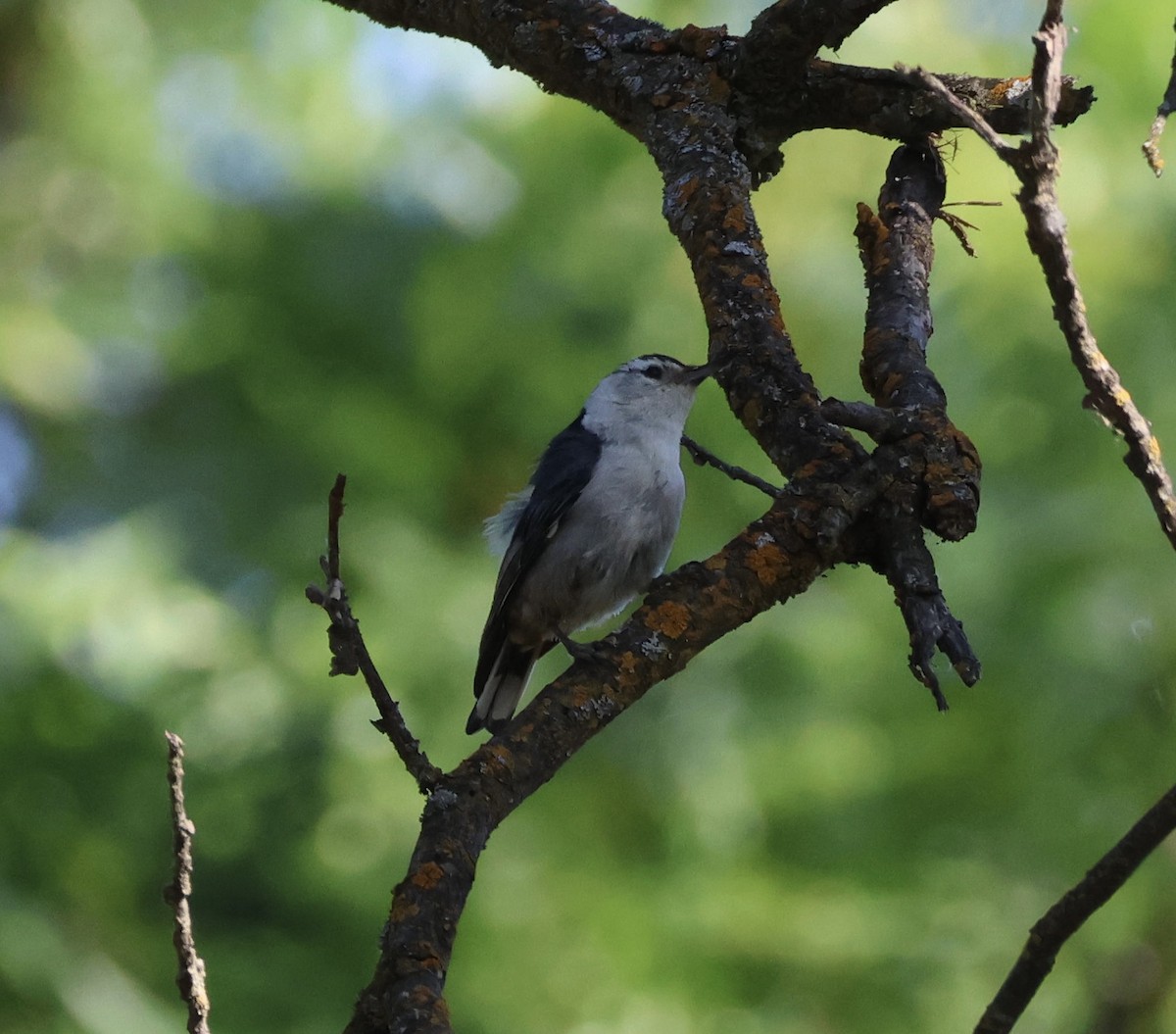 White-breasted Nuthatch - ML619004143