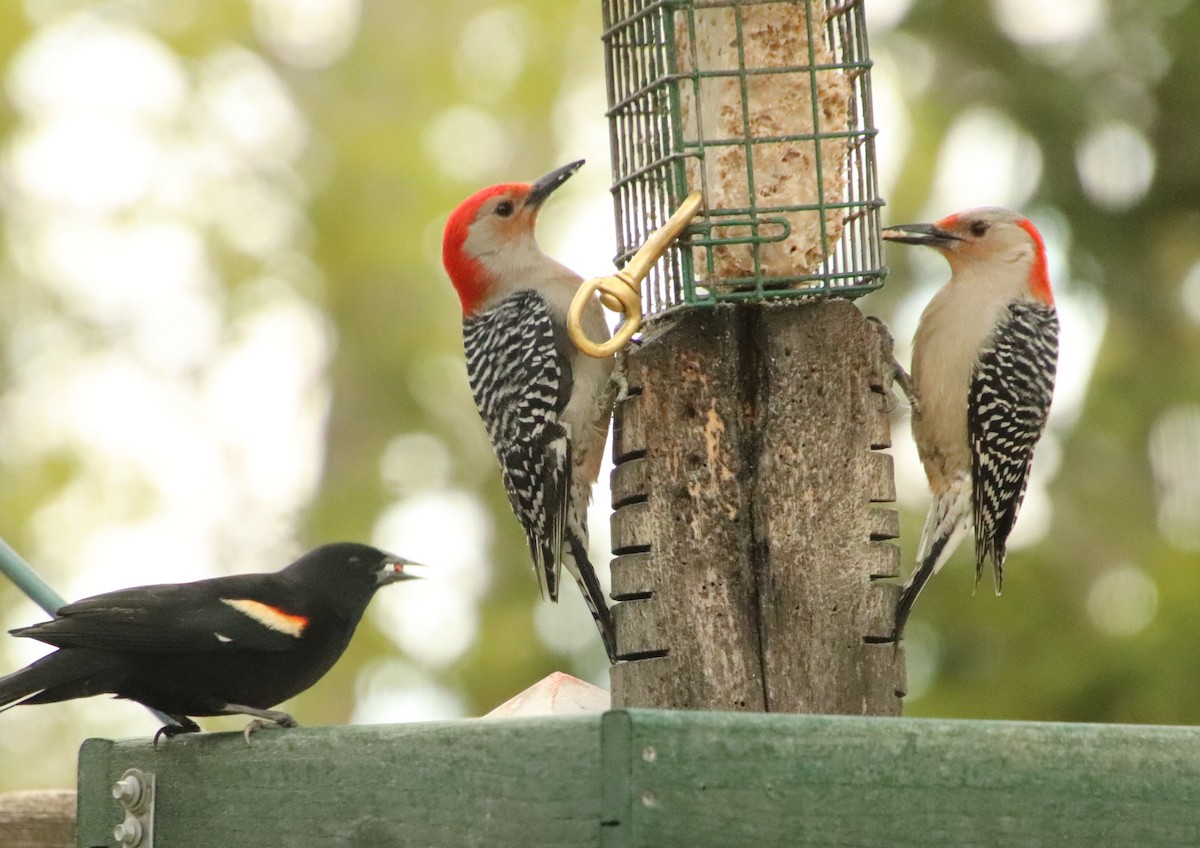 Red-bellied Woodpecker - Tom & Betsy Blitz
