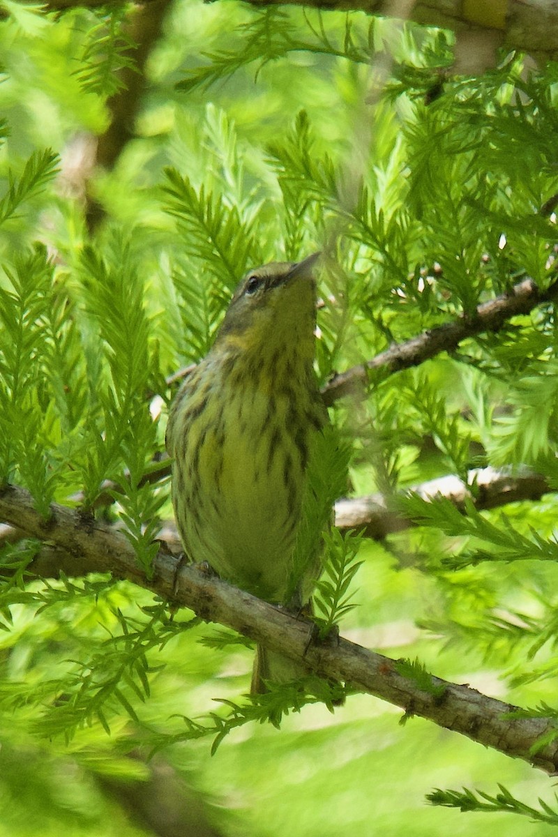 Cape May Warbler - ML619004222