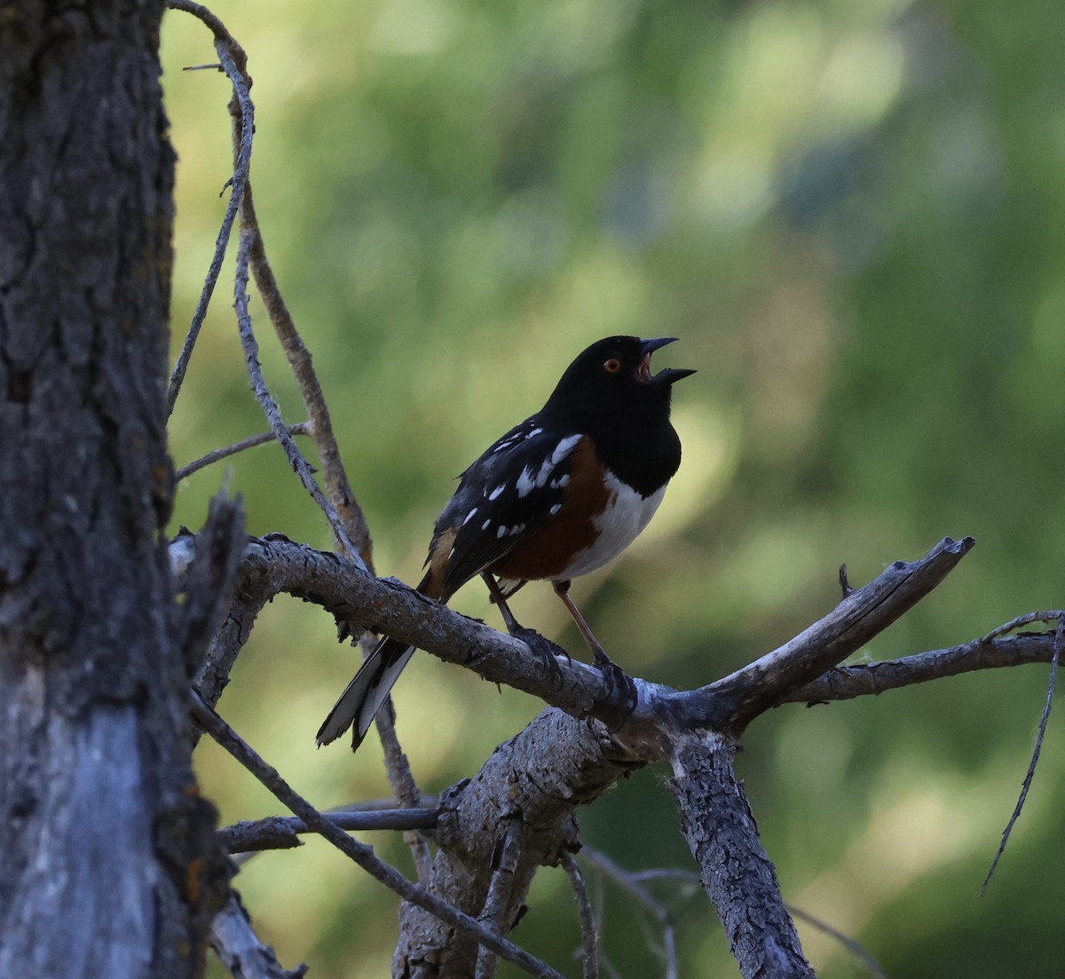 Spotted Towhee - ML619004255