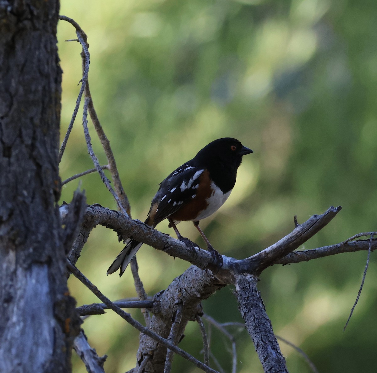 Spotted Towhee - ML619004256