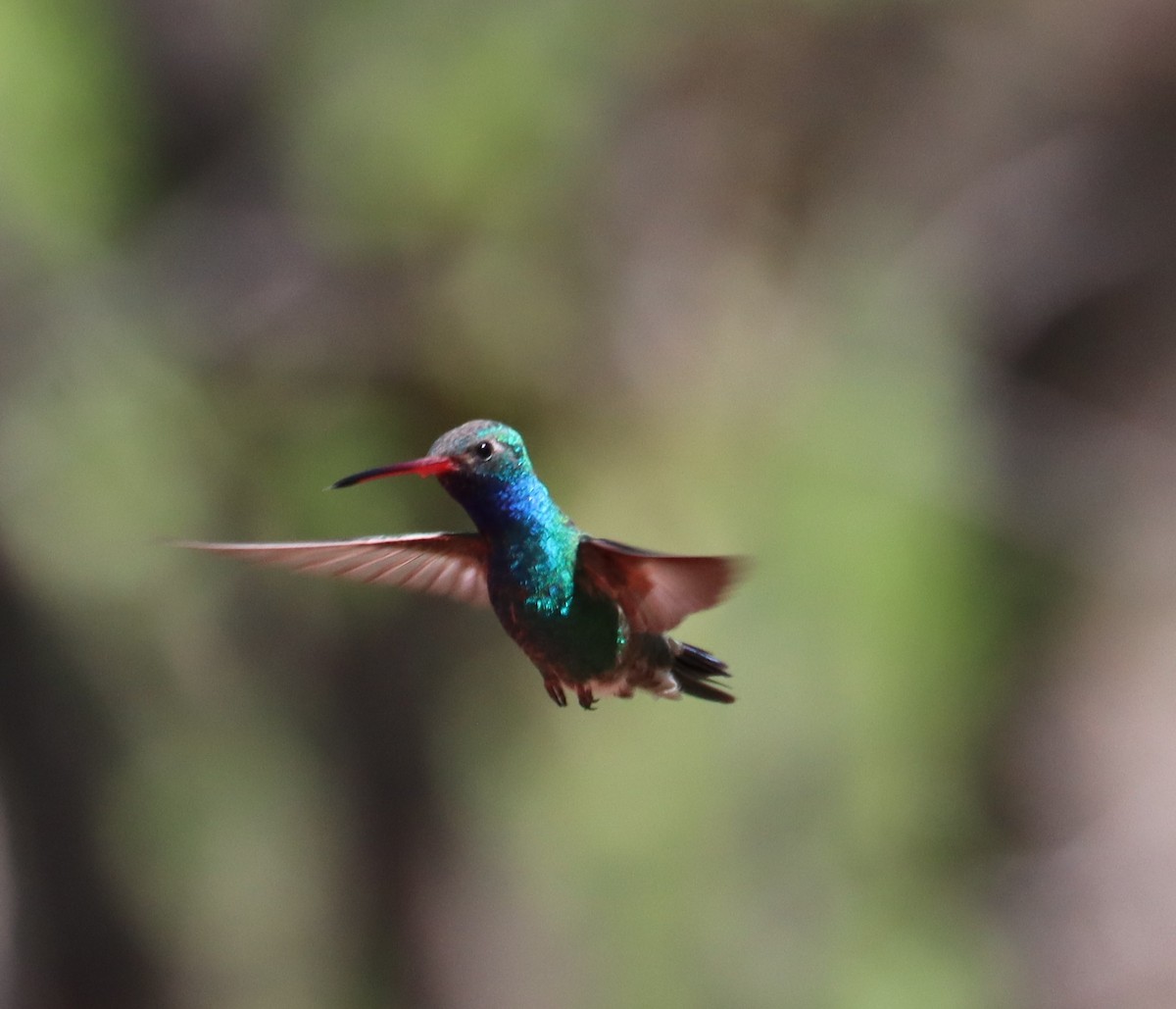 Broad-billed Hummingbird - Juli deGrummond