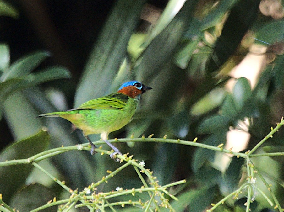 Red-necked Tanager - ML619004316