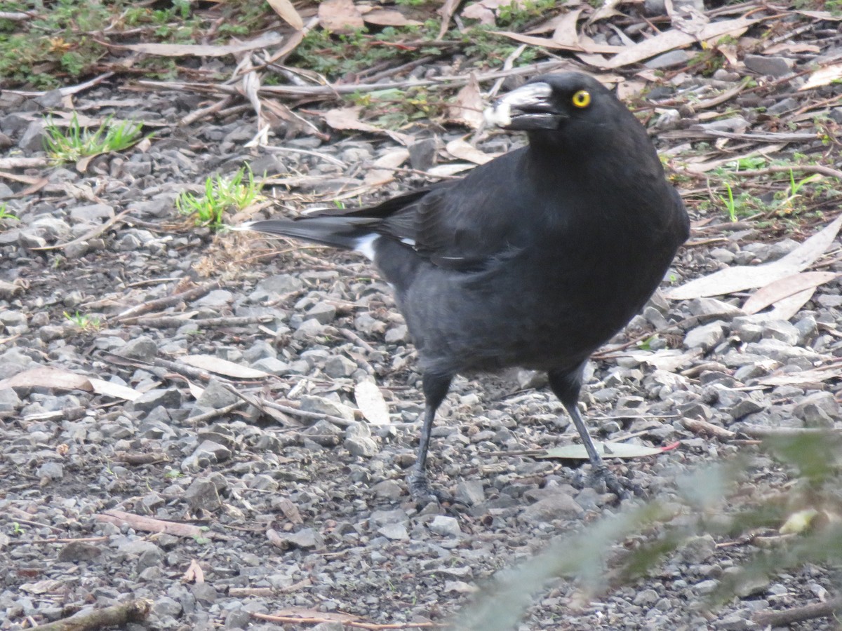 Pied Currawong - ML619004333