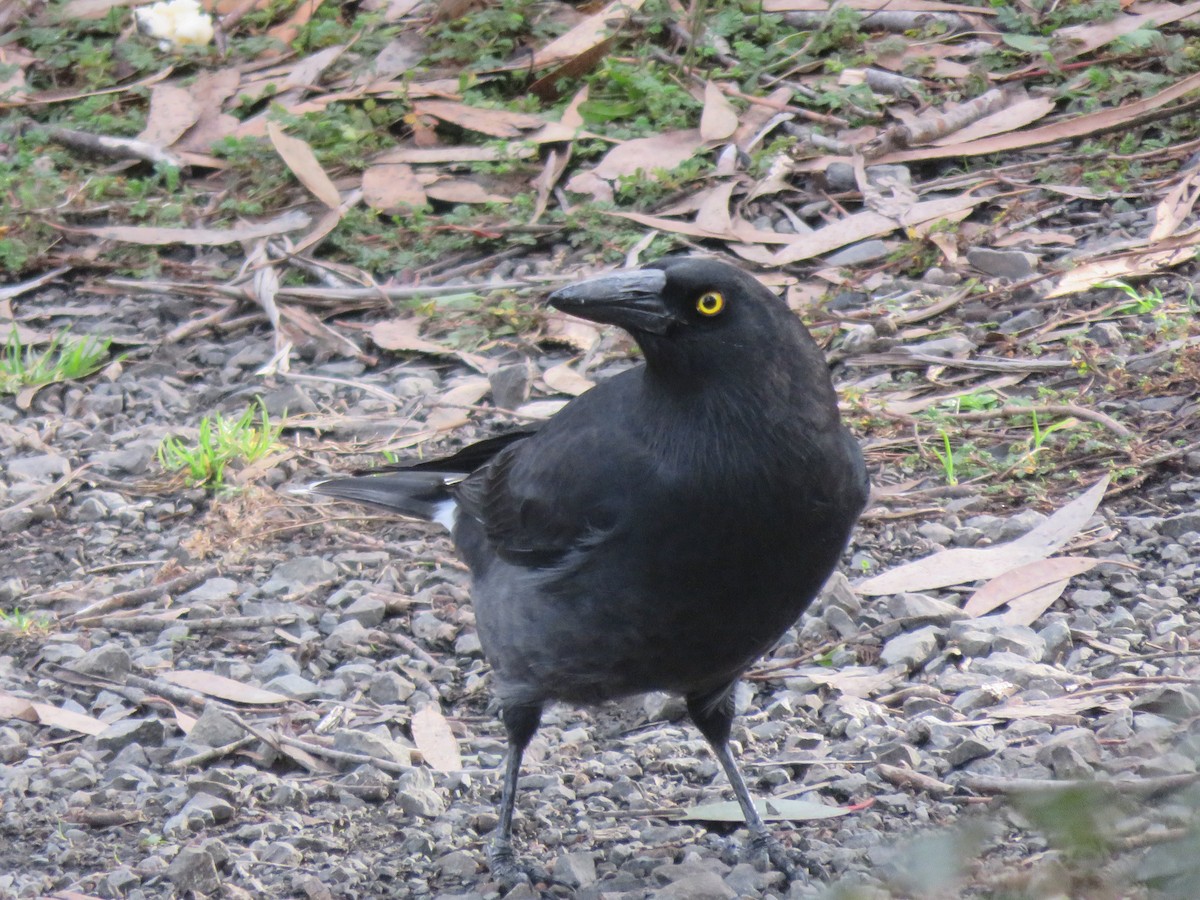 Pied Currawong - ML619004334