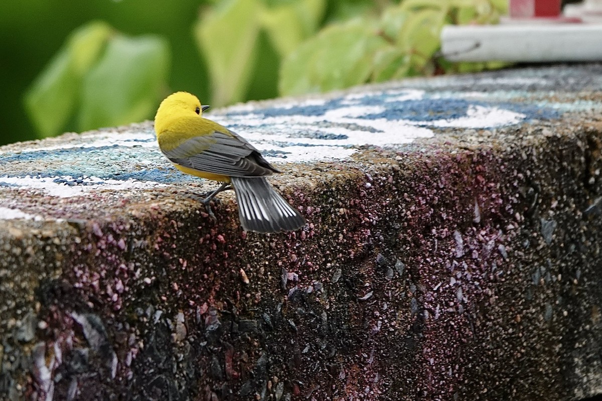 Prothonotary Warbler - Fleeta Chauvigne