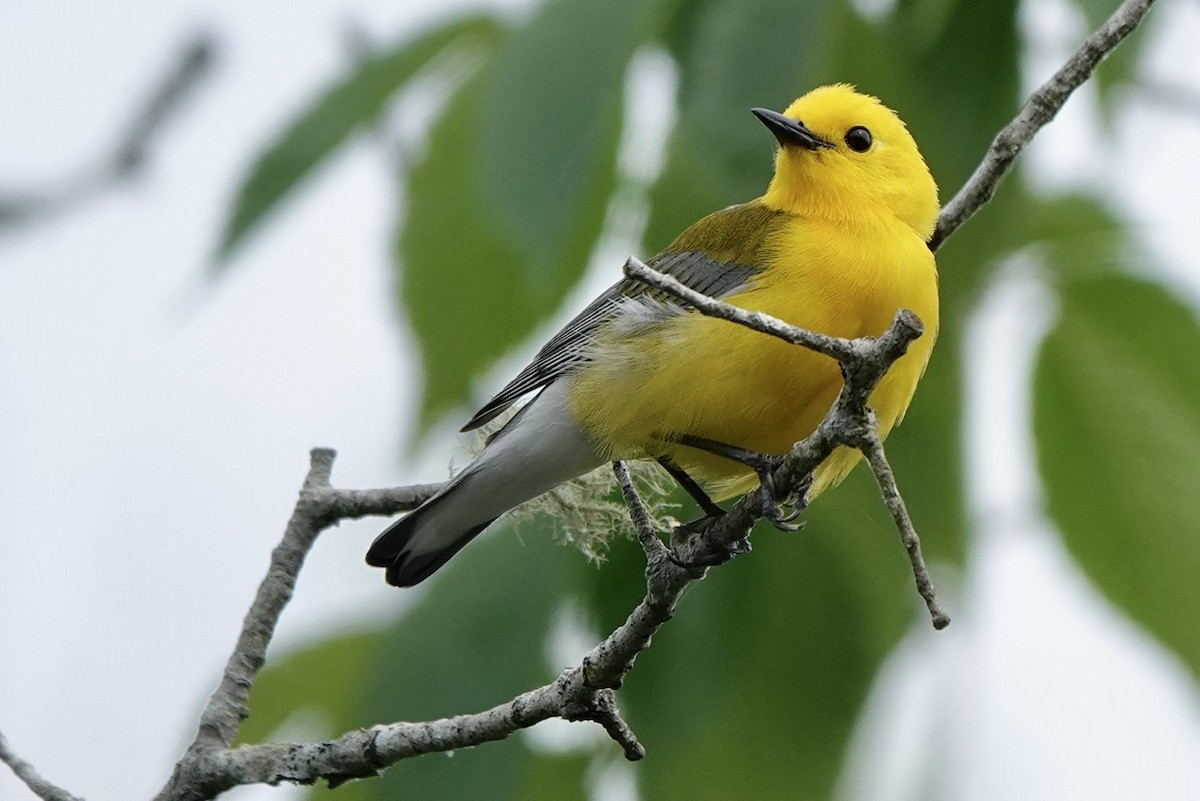 Prothonotary Warbler - Fleeta Chauvigne