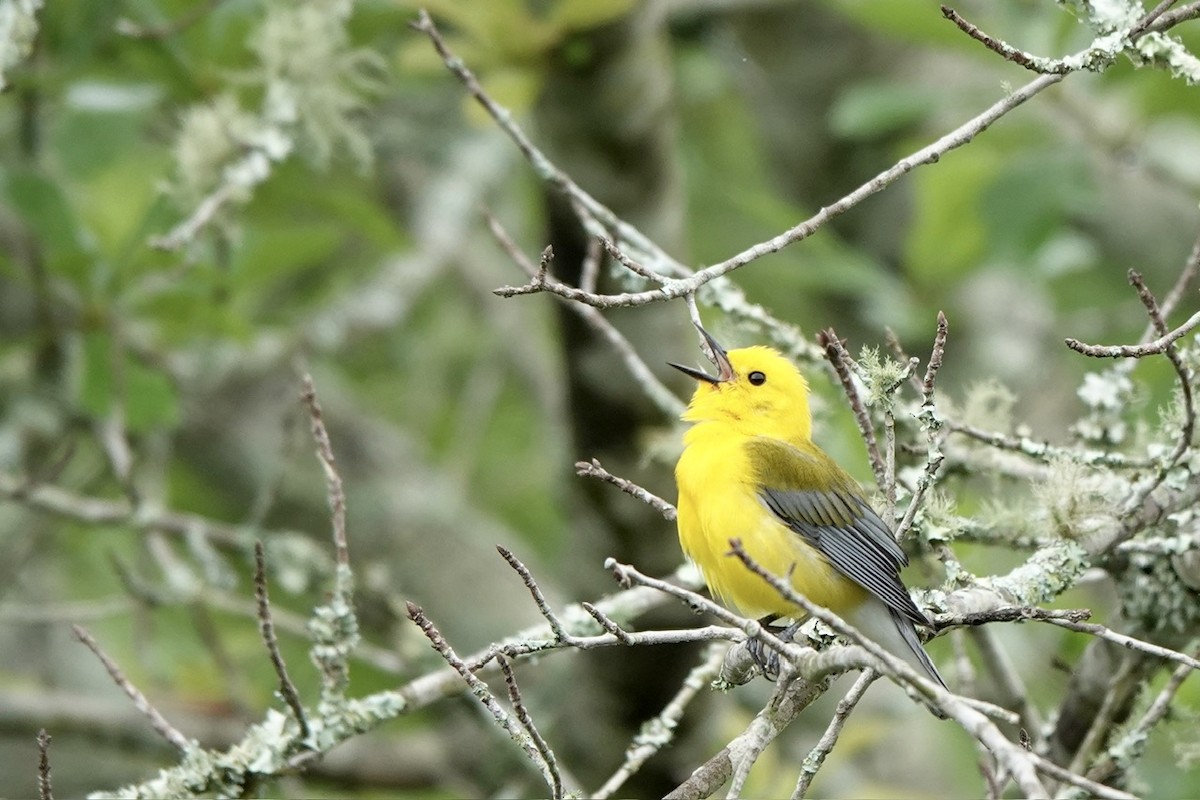 Prothonotary Warbler - ML619004405