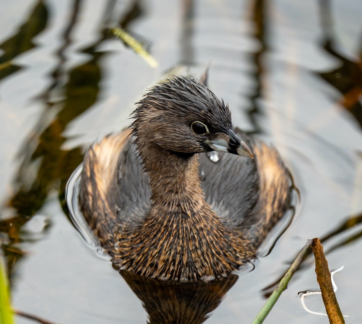 Pied-billed Grebe - Marcus Müller