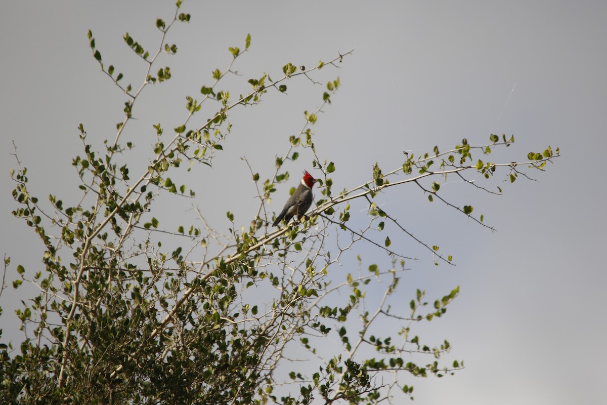 Red-crested Cardinal - ML619004420