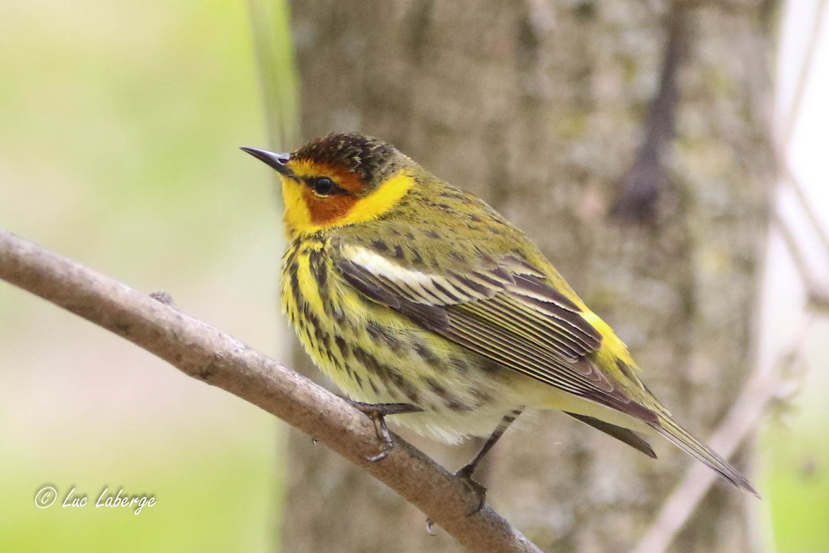 Cape May Warbler - ML619004444