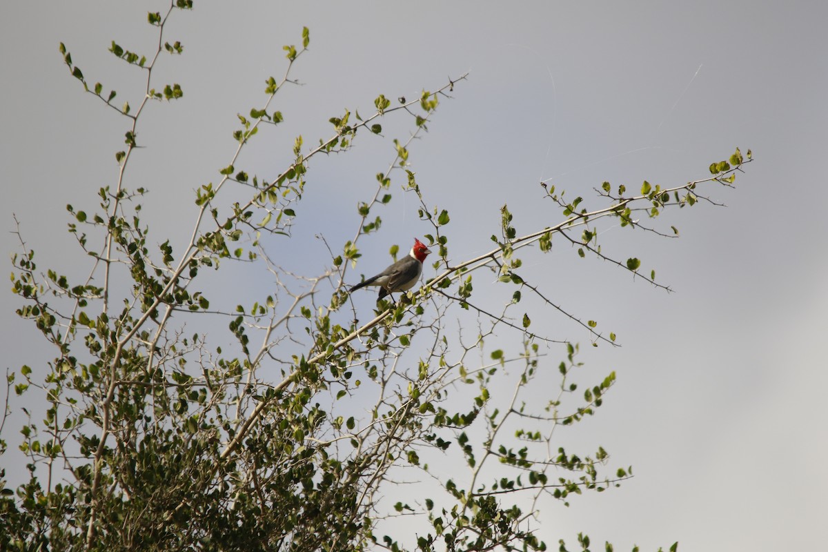 Red-crested Cardinal - ML619004453
