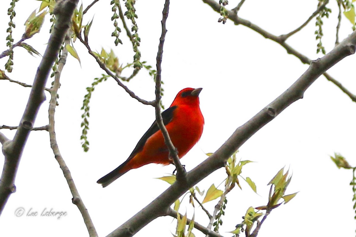 Scarlet Tanager - ML619004465