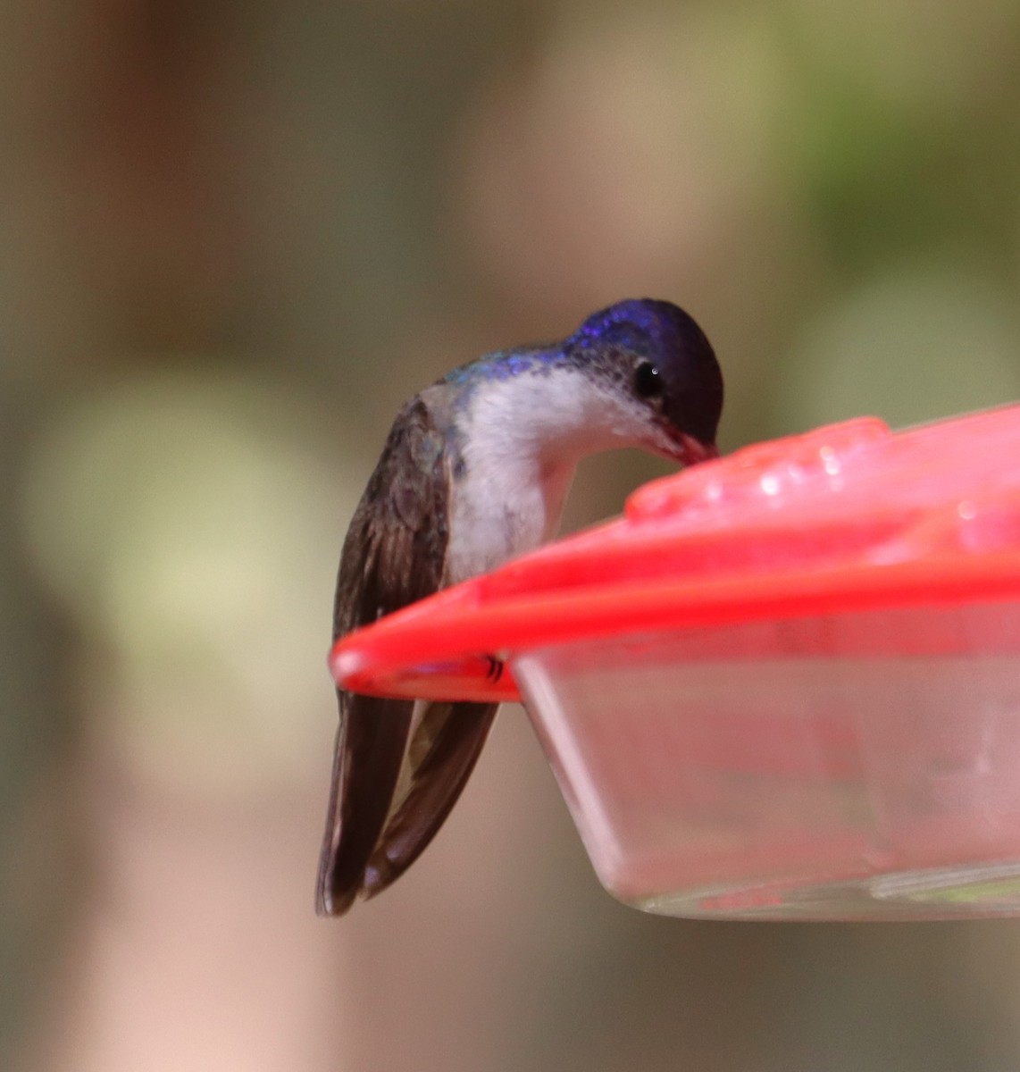 Violet-crowned Hummingbird - Juli deGrummond