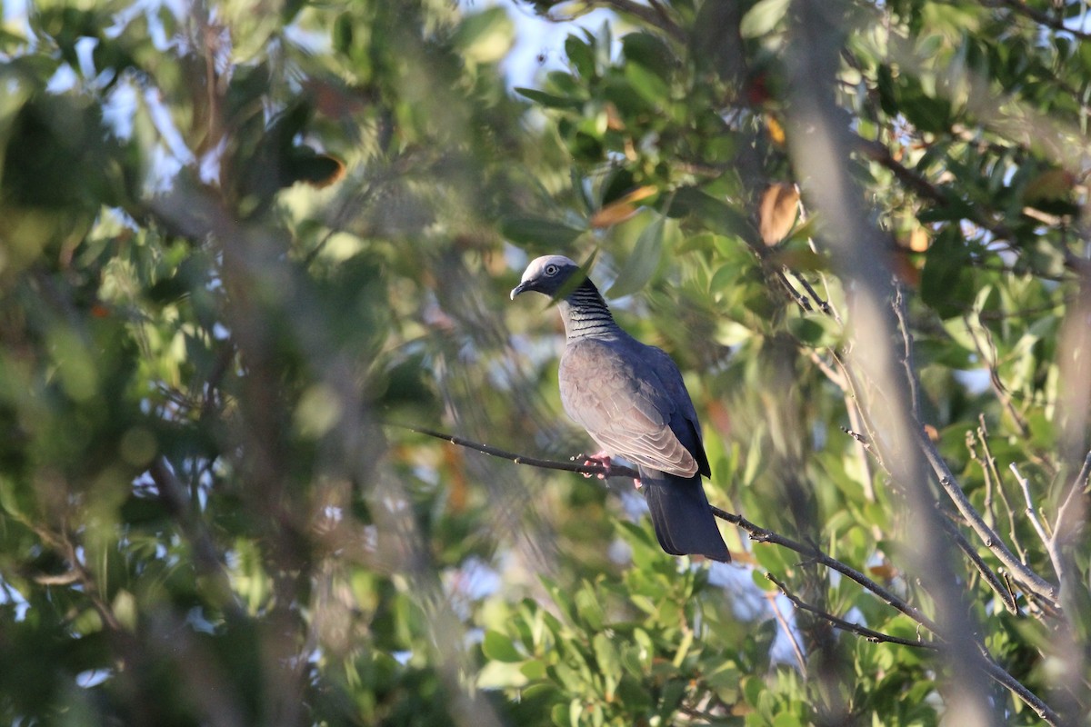 White-crowned Pigeon - ML619004533