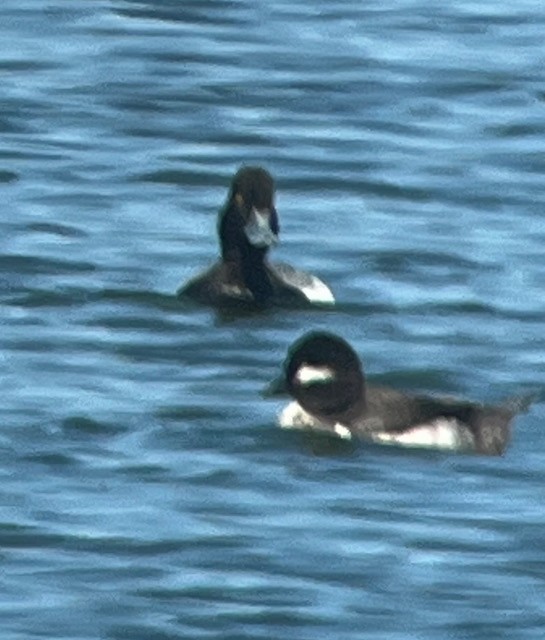 Greater/Lesser Scaup - ML619004552