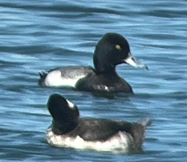 Greater/Lesser Scaup - ML619004553