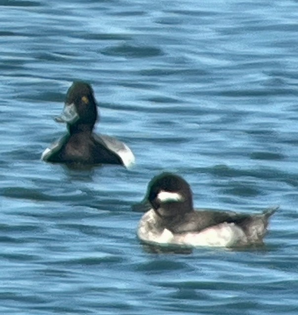 Greater/Lesser Scaup - ML619004554