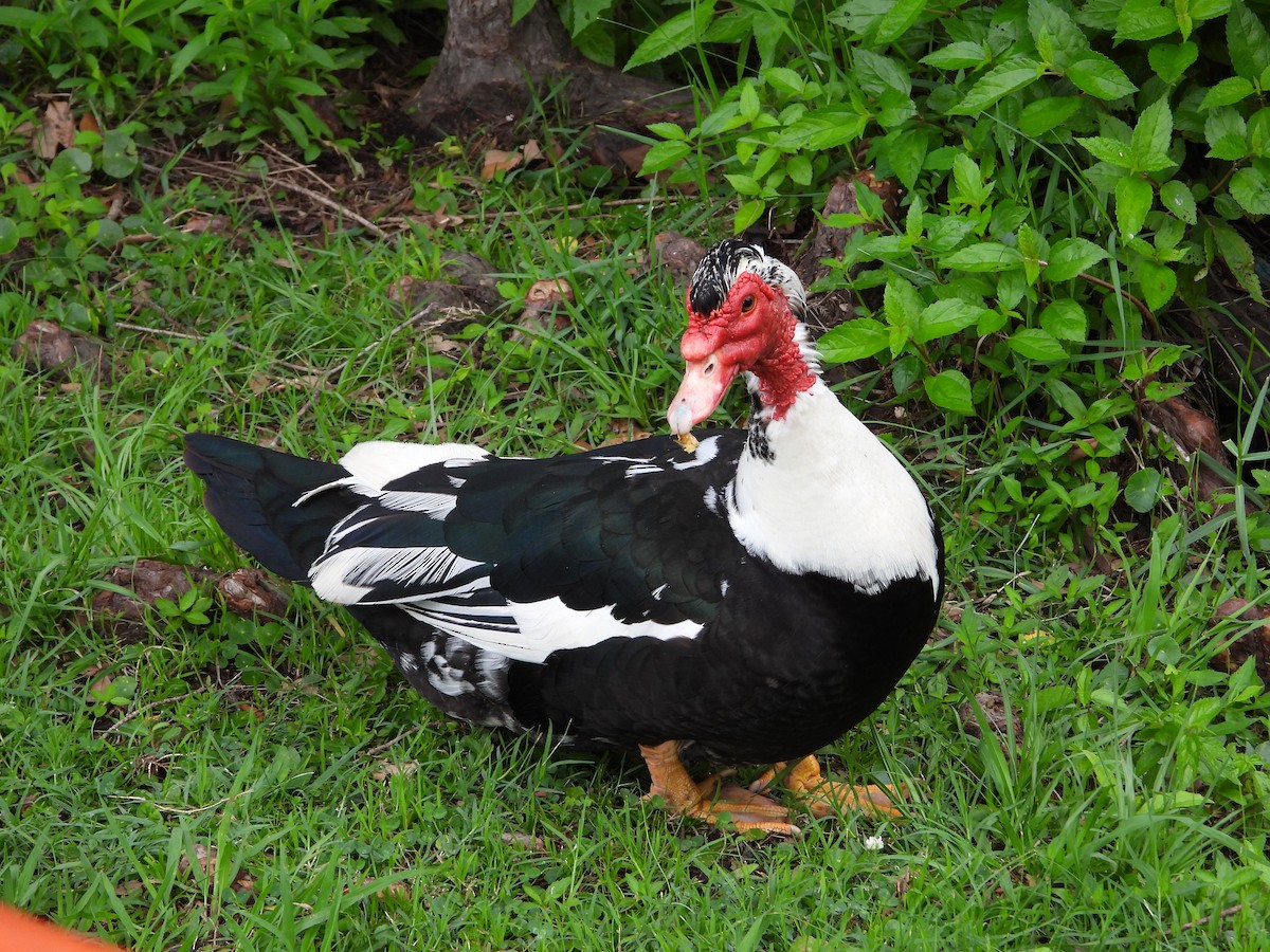 Muscovy Duck (Domestic type) - Vidhya Sundar