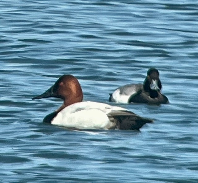 Greater/Lesser Scaup - ML619004610