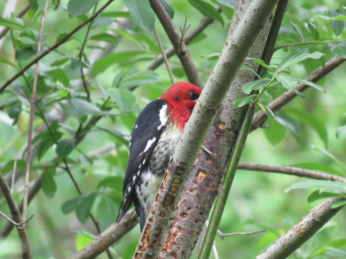 Red-breasted Sapsucker - ML619004631