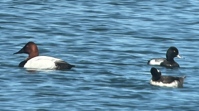 Greater/Lesser Scaup - ML619004641