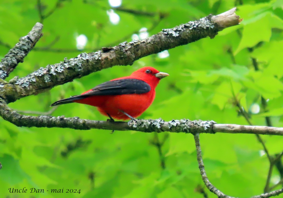 Scarlet Tanager - ML619004661