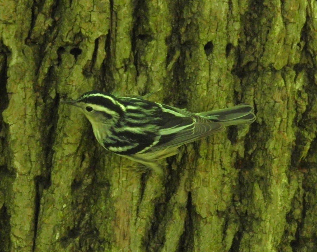Black-and-white Warbler - ML619004663
