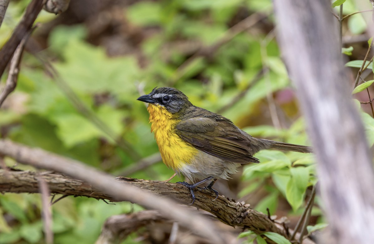 Yellow-breasted Chat - ML619004678