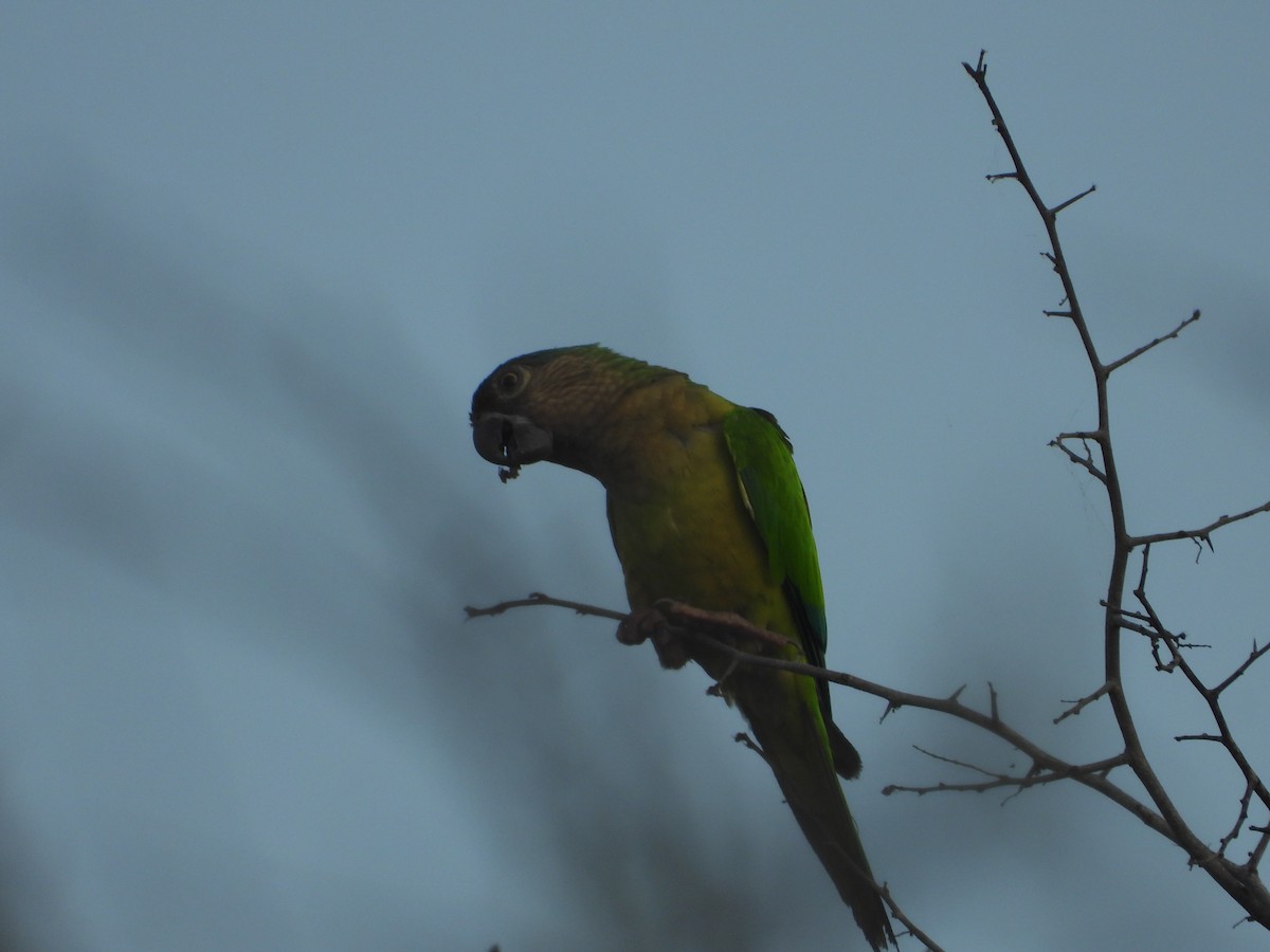 Brown-throated Parakeet - ML619004694