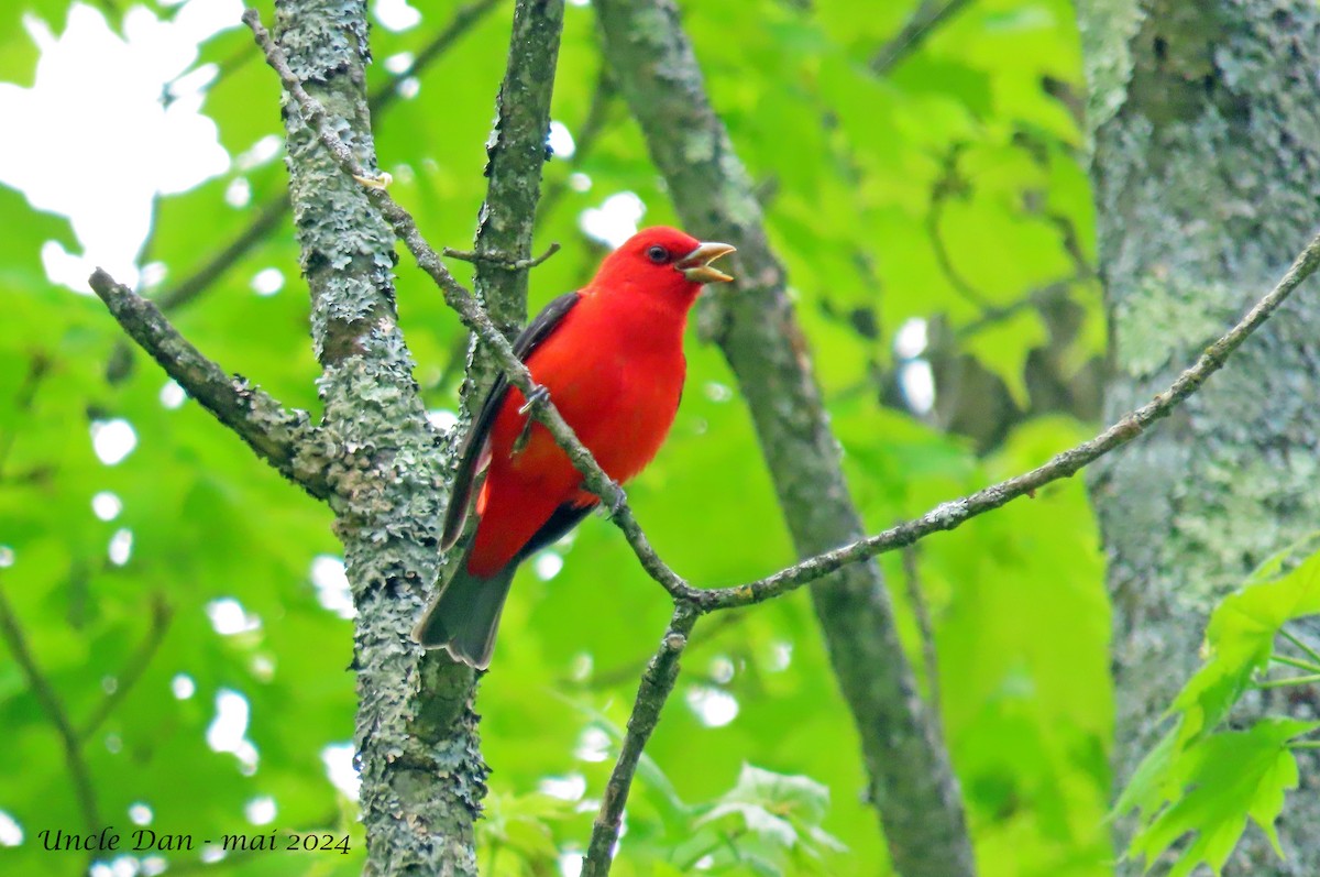 Scarlet Tanager - Daniel Demers 🦉