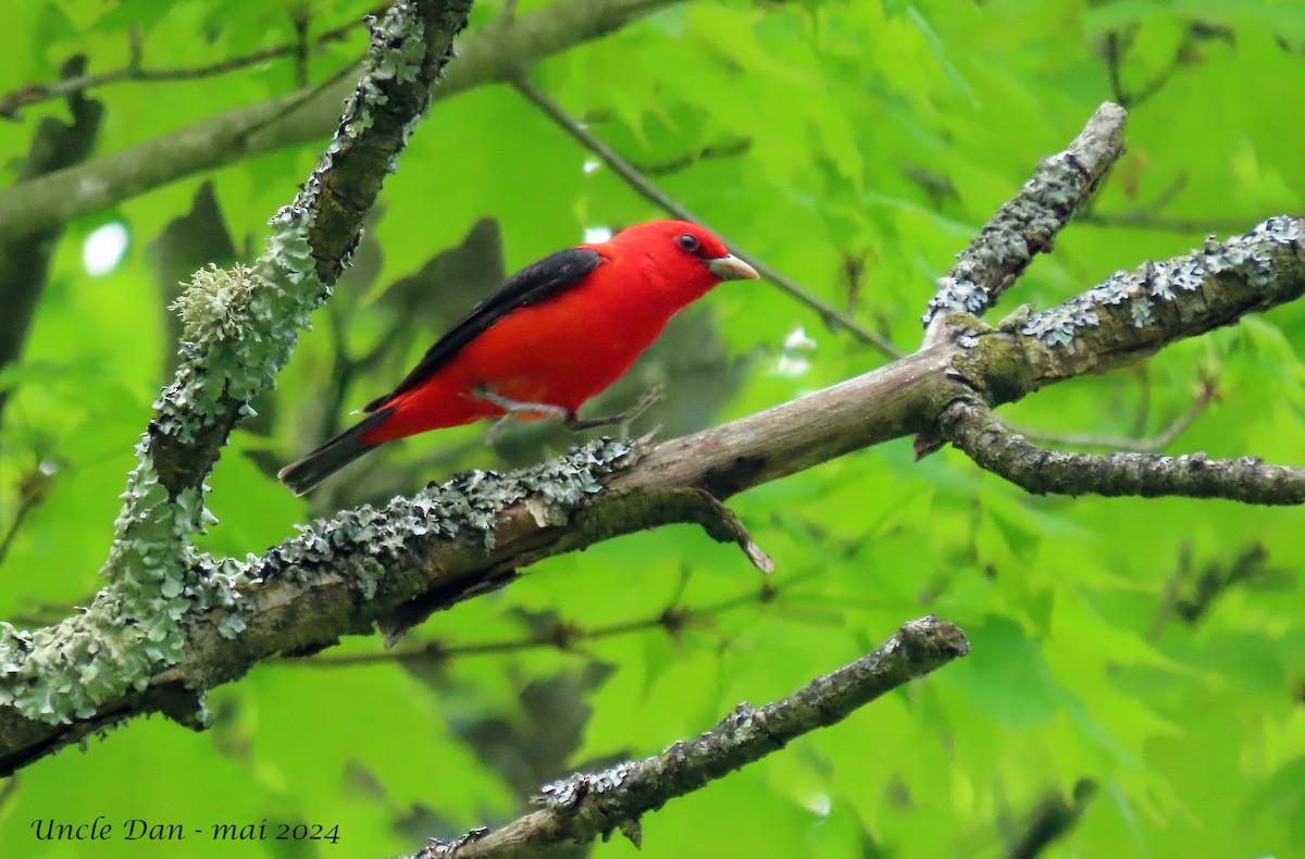 Scarlet Tanager - ML619004714