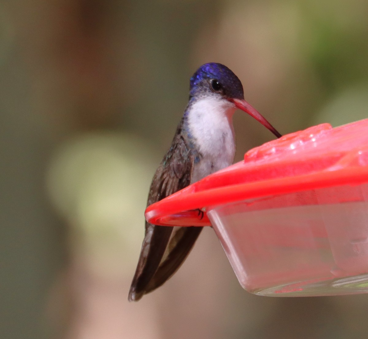 Violet-crowned Hummingbird - ML619004746
