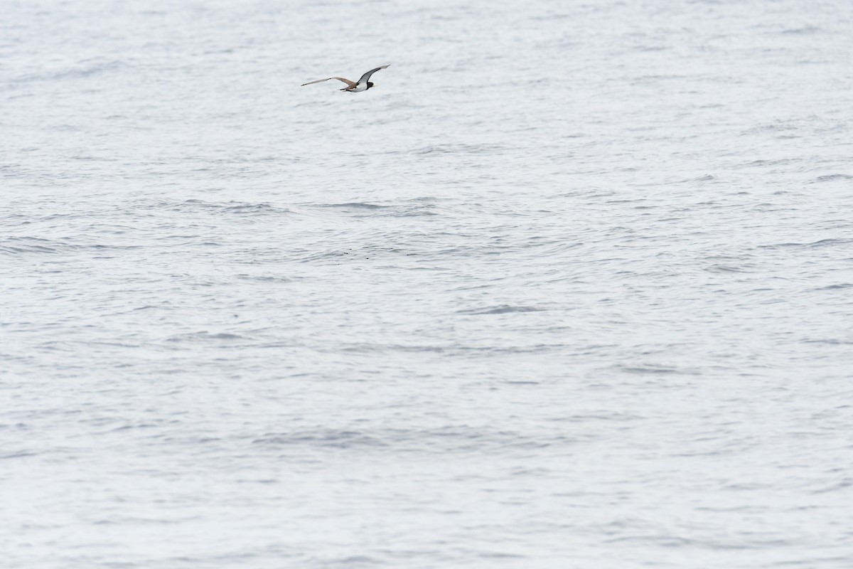 Brown Booby - ML619004761