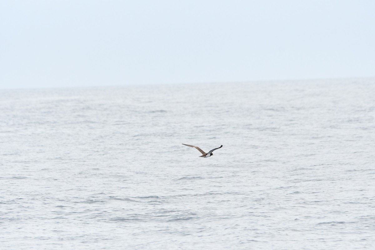 Brown Booby - ML619004763