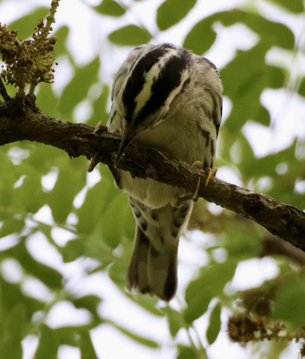 Black-and-white Warbler - ML619004766
