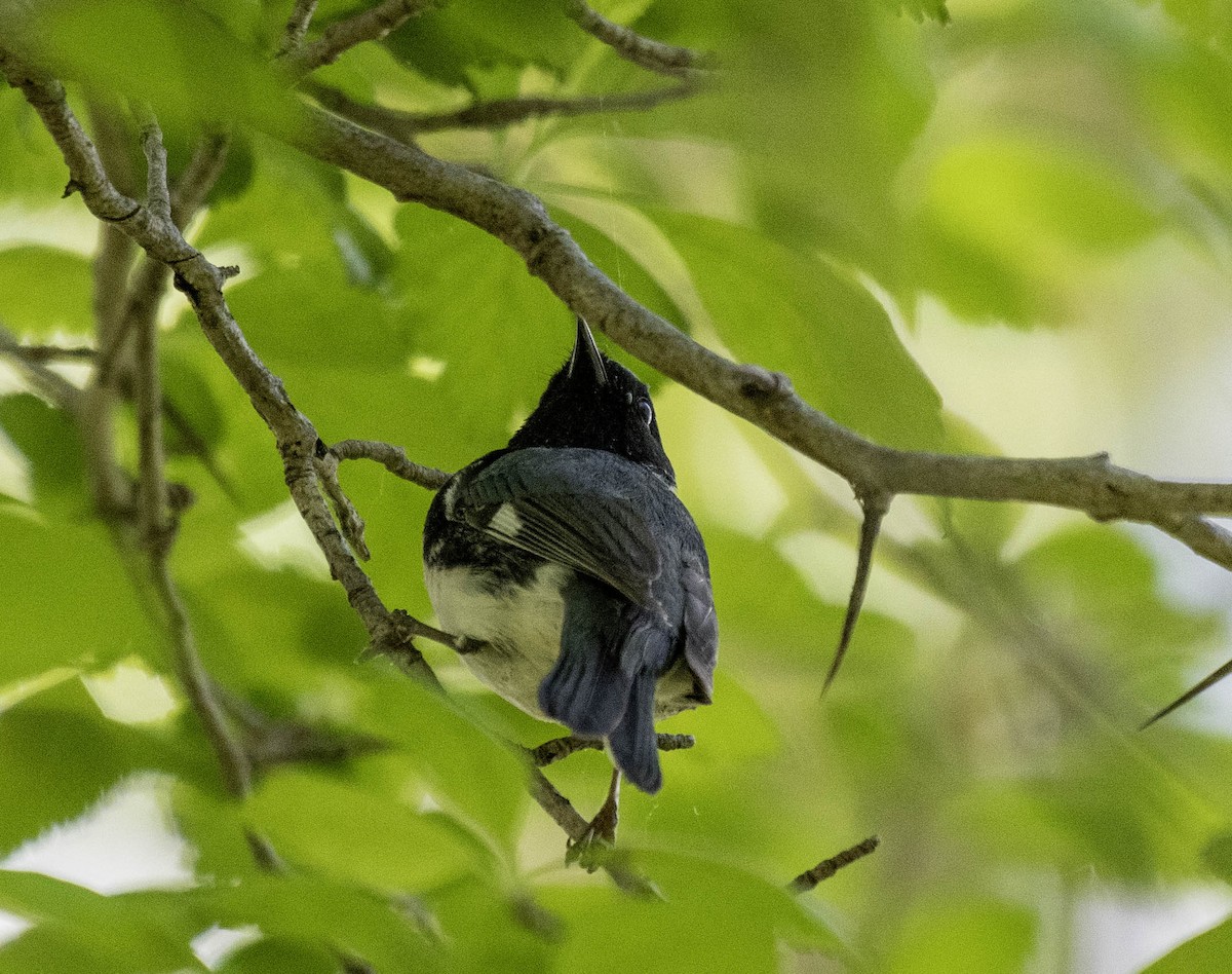 Black-throated Blue Warbler - Estela Quintero-Weldon