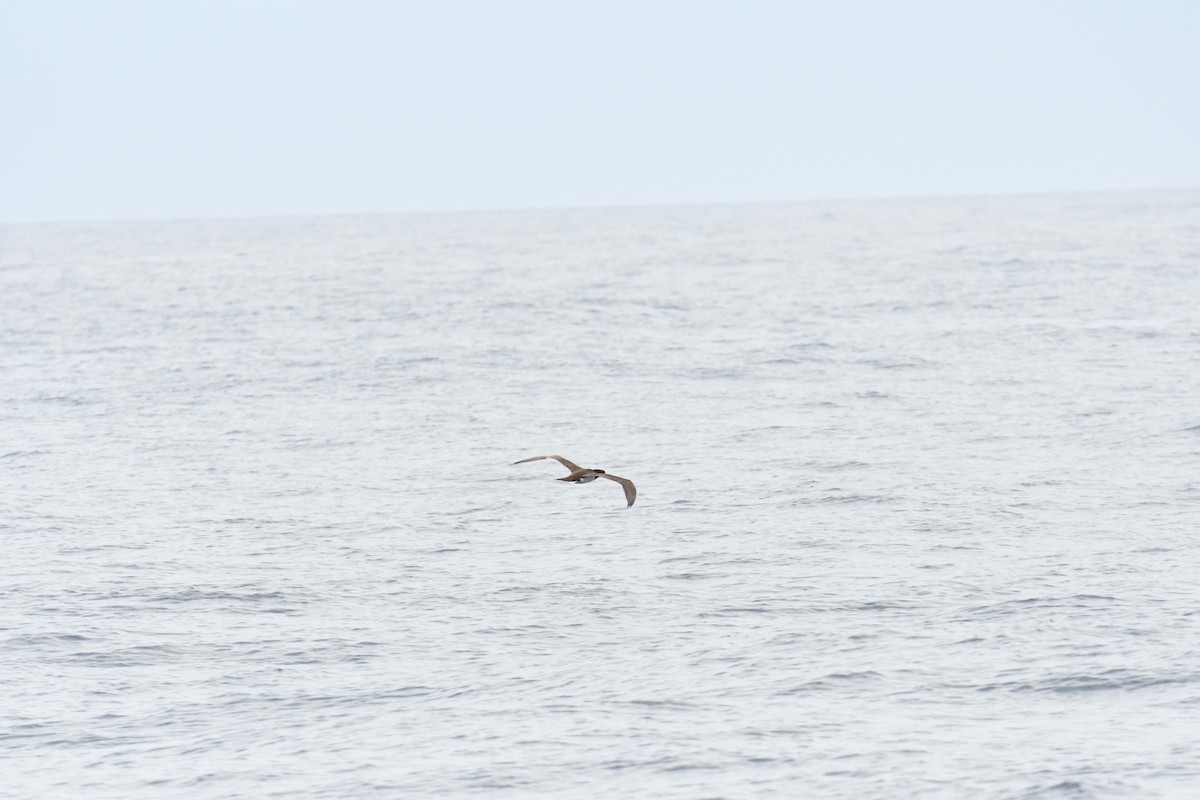 Brown Booby - ML619004782