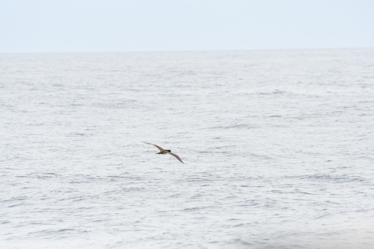 Brown Booby - ML619004783