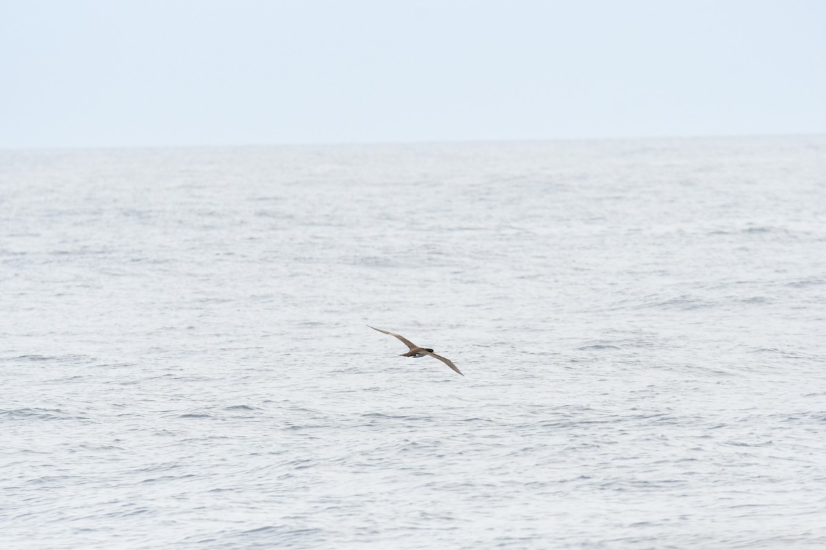 Brown Booby - ML619004784