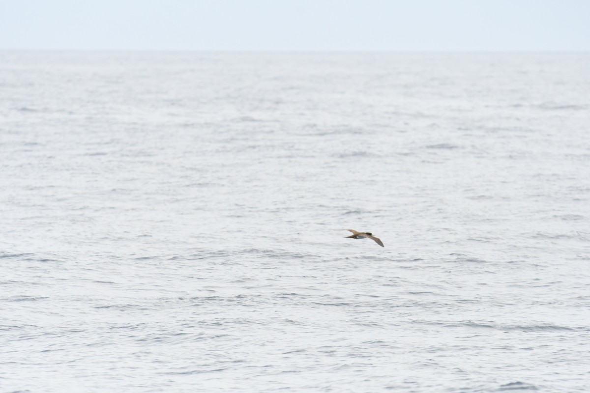 Brown Booby - ML619004797