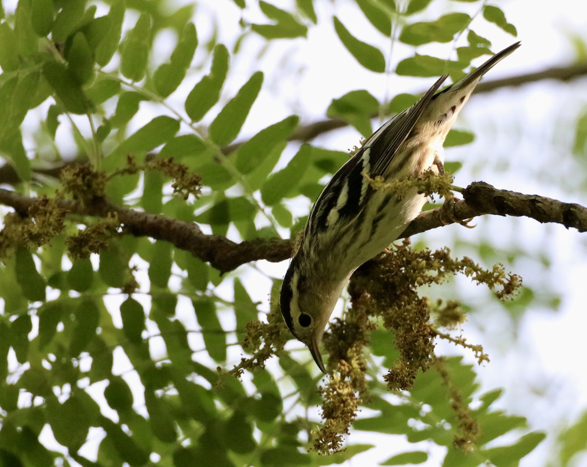 Black-and-white Warbler - ML619004823