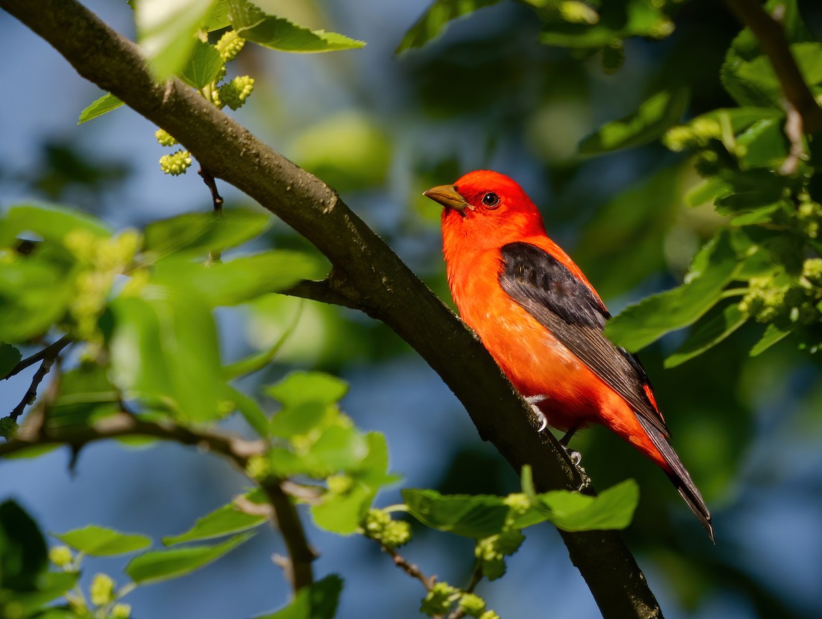 Scarlet Tanager - ML619004836
