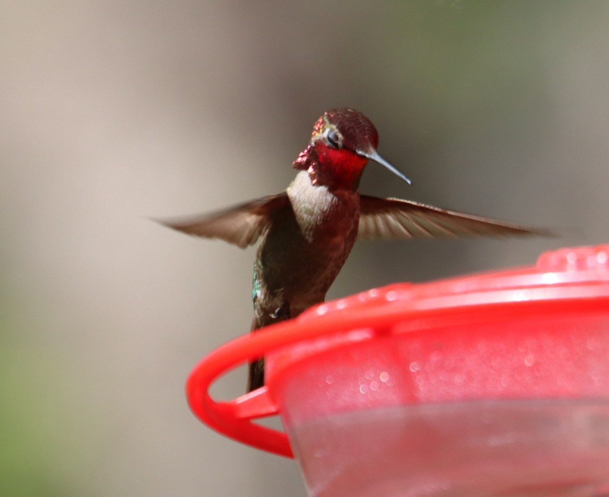 Anna's Hummingbird - Juli deGrummond