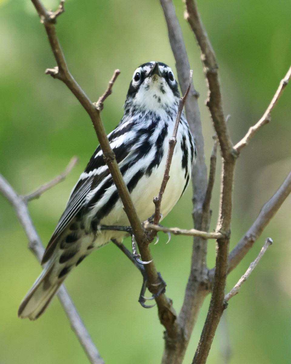 Black-and-white Warbler - Rick&Peggy Price