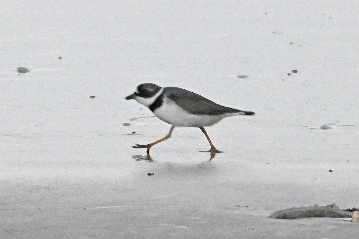 Semipalmated Plover - ML619004888