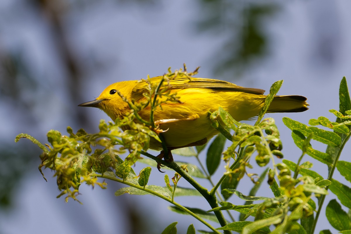 Yellow Warbler - Karen Voldal