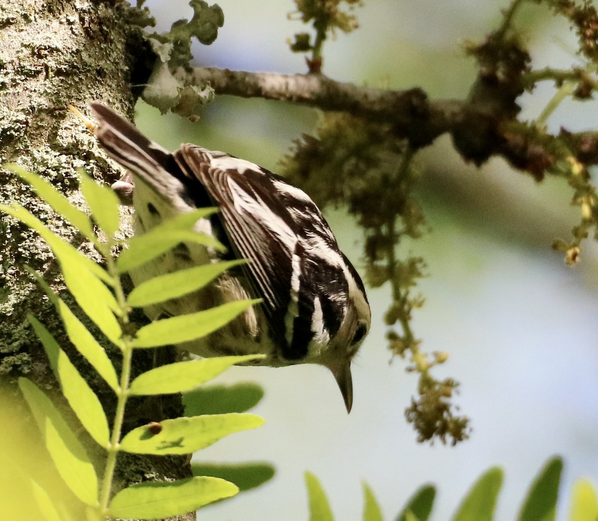 Black-and-white Warbler - ML619004892