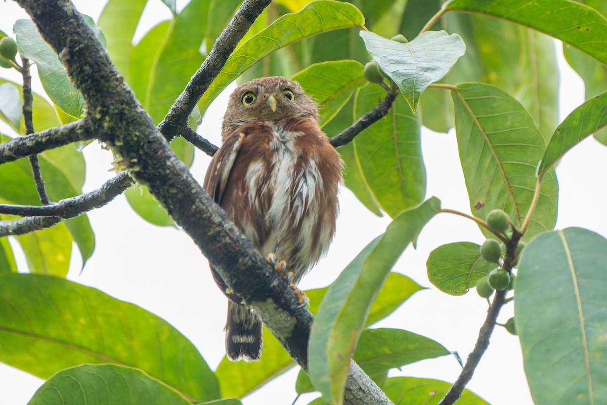 Central American Pygmy-Owl - Tyler Wenzel